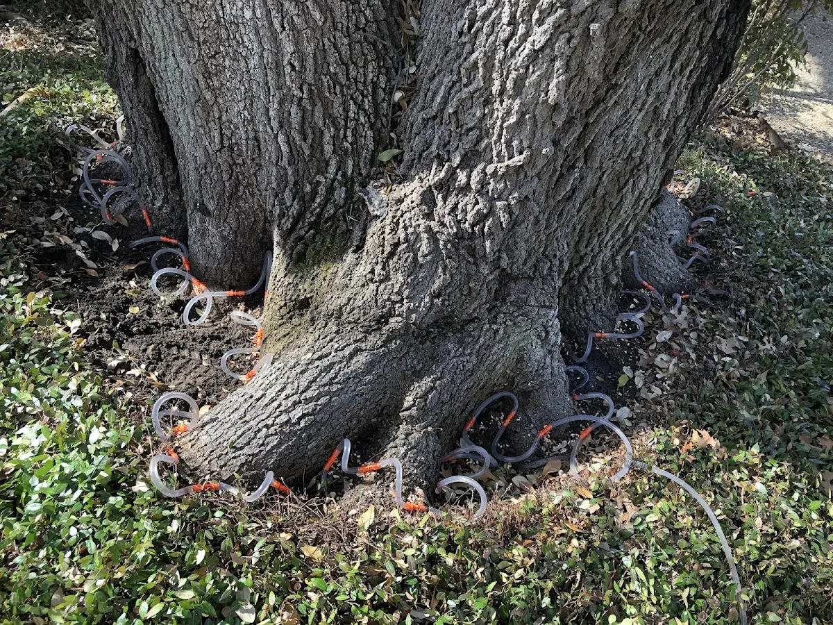 Detailed Tree Cabling and Bracing job site in Pomaria