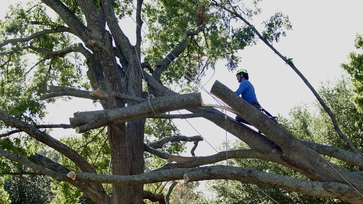Professional Hazardous Tree Removal performed by certified arborists in Pomaria